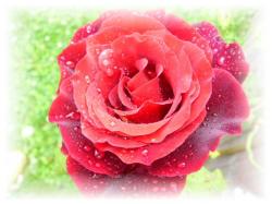 Rose, schattiert